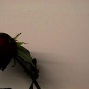 Withering Rose Time Lapse