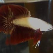 Red Dragon Spawn 1 F1 FZ240511
