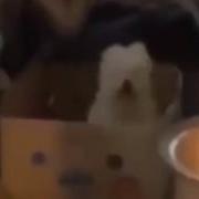 Puppy Dog Bouncing In A Box Like Thisssss