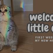 Our First Week With Eleanor A Scottish Fold Munchkin