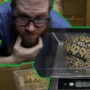 Is Your Ball Python Ready To Breed Tips And Tricks