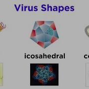 Introduction To Virology And Viral Classification