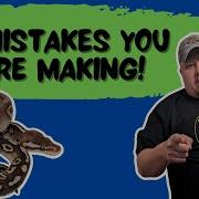 Top 5 Mistakes YOU Are Making With Ball Pythons