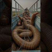 Catching Giant Animal Cought Ai Animals Shorts Worms Caterpillars