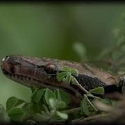 Python Hatching 02 Time Lapse