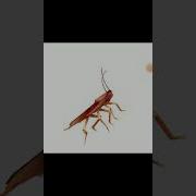 This Is How The Cockroaches Dance My Bathroom