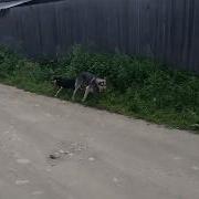 Собакены слиплись