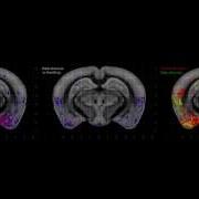 Mapping Social Behavior Induced Brain Activation At Cellular Resolution In The Mouse