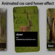 Stunning HTML CSS Card Animation Tutorial On Hover Effect Step By Step Tutorial