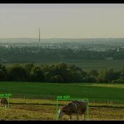 I Project Cow Detection And Counting Using YOLOv8 Image Processing Python OpenCV