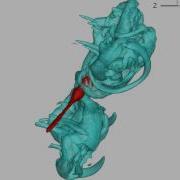 Tecplot 360 Simulation Example Dragonfly Flight Physics I