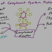 Introduction To The Complement System