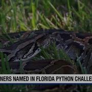 Nearly 200 Burmese Pythons Removed During Florida S Python Challenge