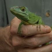The Phylogenetic Tree Of Anole Lizards HHMI BioInteractive Video