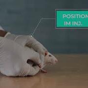 PHARMACOLOGY EXPERIMENT PART 1 HANDLING OF LAB ANIMALS RAT MOUSE