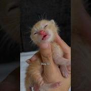 Timelapse Of Cute Kittens From 1 Day To 1 Month Cat Kitten Kucinglucu Catlover Timelapse