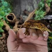 Gargoyle Geckos Complete Care And Breeding Guide 2024