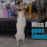 Miss Pixie Goes Shopping