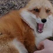 The Foxes Love Me Finnegan And Dixie
