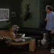 Sabrina TTW Pillows Morph Into A Tiger