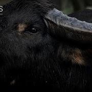 COGSYS ARCHIVE Animal Cognition Buffalo Behavioral Systems Trailer 2026 Alpha S F J
