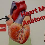 Heart Model Anatomy Identification