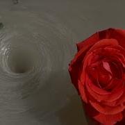 Amazing Water Vortex Experiment Whirlpool Hole Vs Red Flowers