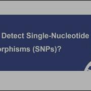 What Is Single Nucleotide Polymorphism And How To Detect It