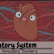 Circulatory System And Pathway Of Blood Through The Heart