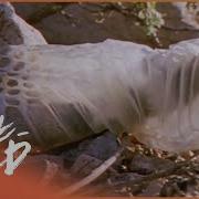 The Incredible Way Snakes Shed Their Skin Real Wild