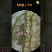 Banana Under The Microscope Shorts Microscope Underamicroscope Microscopechallenge
