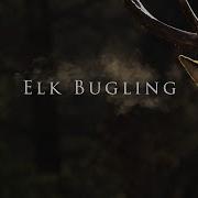 Elk Bugle Sound