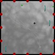 Braitenberg Simulation