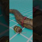 The Snake That Could Eat Crocodiles