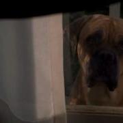 Woman Dog Morph Revert