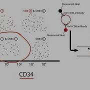 USMLE Step 1 Flow Cytometry