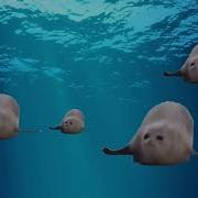 Bouncing Seals Ultimate 2