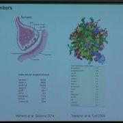 Prof Frank Noe Interacting Particle Reaction Diffusion Simulations Endocytosis