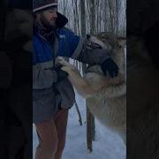 Попытка доминировать Якутский ВОЛК