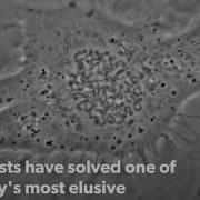 How Does DNA Compact 10 000 Fold Before Cell Division