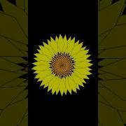 Sunflower Pattern Animation Design Using Python Turtle Graphics Shorts Short Trending Foryou