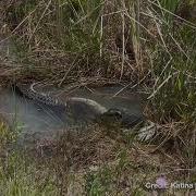 Gator BODY SLAMS Devours Python In Florida Everglades