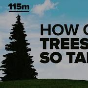 How Trees Bend The Laws Of Physics