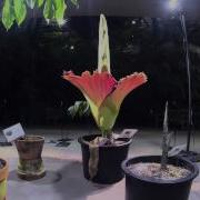 Time Lapse Video Amorphophallus Titanum 2014 Bloom