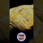 Dangerous Snake Shorts Shortsfeed Snake