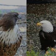 Red Tailed Hawk And Bald Eagle Vocalization