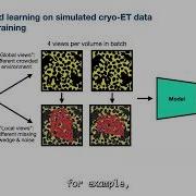 Self Supervised Spatial Features For Protein Detection In Crowded Cryo ET Tomograms Bogdan Toader
