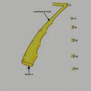 Sacral Plexus Draw Step By Step In An Easy Way