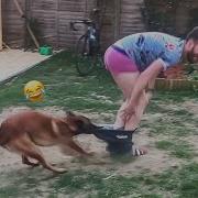 FUNNY Dog Pulls Down Pants Pet Bloopers