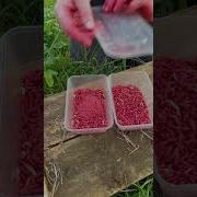 Seeing RED What Preston S Powder Does To Maggots Angling Fishing Carp Fish Maggots